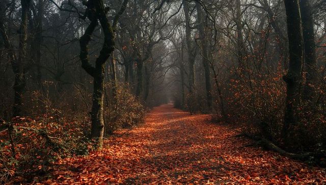 Misty autumn trail with vibrant fallen leaves