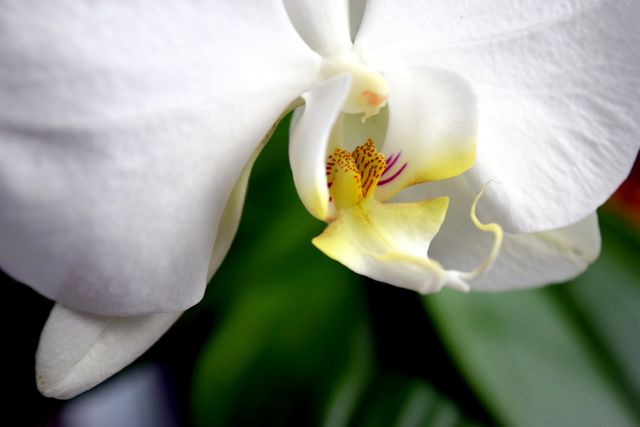Close-up of White Orchid with Yellow and Pink Center - Download Free Stock Photos Pikwizard.com
