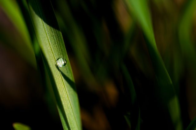Close-up Dew Drop on Grass Blade with Blurred Green Background - Download Free Stock Photos Pikwizard.com
