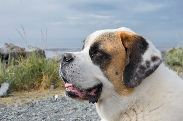Portrait of a Saint Bernard dog outdoors with greenery and sky in the background. This can be used for pet-related content such as blogs, veterinary websites, or promotional materials for dog products.