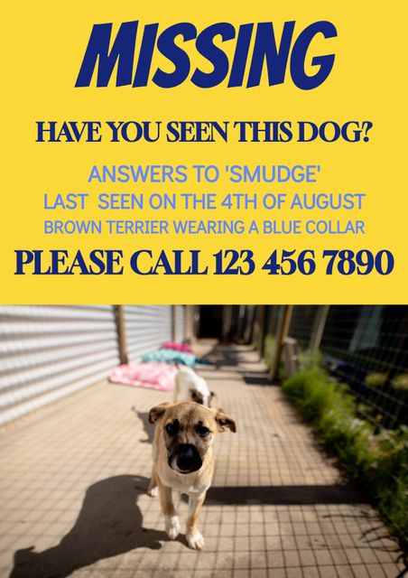 Bright and easily noticeable missing dog poster featuring a brown terrier with blue collar. Contains spaces for contact information, makes it easy to read, and catches attention quickly. Suitable for use in public places, social media, and community notice boards. Perfect for pet owners who need a way to alert their community about a lost pet quickly and efficiently.