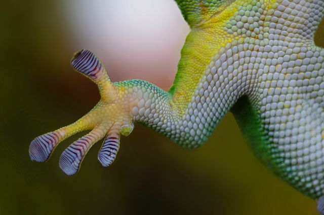 Closeup of Colorful Geckos Foot Showcasing Intricate Scale Patterns - Download Free Stock Photos Pikwizard.com