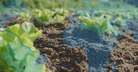 Smart farming soil analytics overlay on seedling bed with lettuce growth visualization