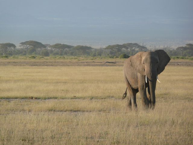 African elephant walking in the open savannah on a clear day. Perfect for use in travel and nature blogs, wildlife preservation materials, educational content about African ecosystems, and safari promotion campaigns.