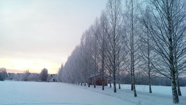 Snow-covered trees line a park displaying a serene winter landscape during dawn. The light of the rising sun creates a peaceful atmosphere. Ideal for seasonal greetings, winter-themed promotional materials, travel magazines, holiday cards, and backgrounds emphasizing the beauty of nature.