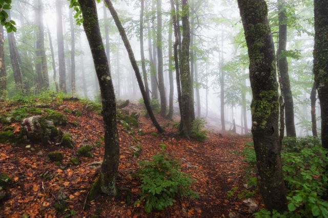 This photo depicts a tranquil forest blanketed in mist, with tall trees and a ground covered in leaves. Perfect for illustrating concepts of nature, wellness, and ecology. Ideal for use in environmental campaigns, nature-focused publications, and relaxation materials.