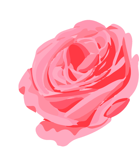 Elegant pink stylized rose bloom on transparent background