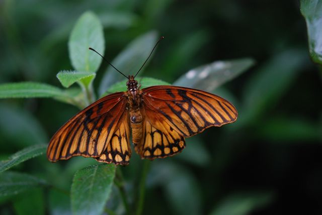Photograph captures a close-up of an orange butterfly with vivid patterns on its wings while it is perched on a green leaf in its natural habitat. Ideal for educational materials on entomology, nature photography exhibitions, marketing for gardening or outdoor products, and insect-related publications.