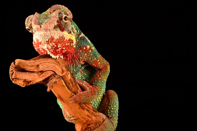 Vivid chameleon climbing on branch with intricate color patterns stands out against black background. Ideal for educational materials on reptiles, nature-themed decor, animal presentations, and wildlife photography projects.