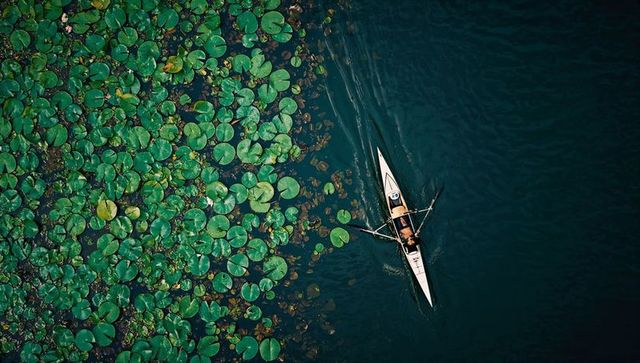 Cutting single scull through lily pads from aerial view, lone rower gliding on dark lake