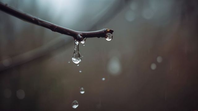 Dripping twig releasing crystal water droplets in moody forest macro bokeh closeup