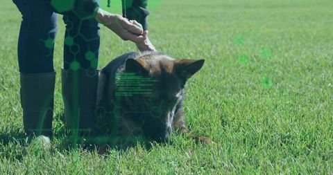 Senior Woman Engaging with Shepherd Dog in Field with Futuristic Overlay