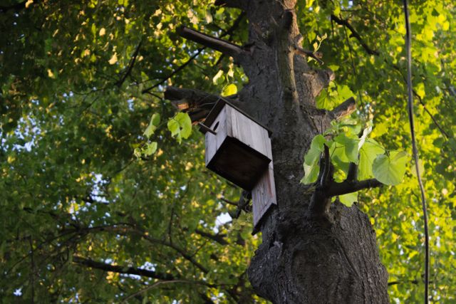 Birdhouse Attached to Tree Trunk Surrounded by Lush Green Foliage - Download Free Stock Images Pikwizard.com