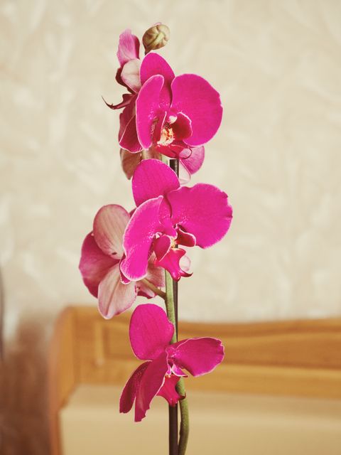 Vibrant Pink Orchid Flowers Close-Up on Stem with Soft Background - Download Free Stock Photos Pikwizard.com