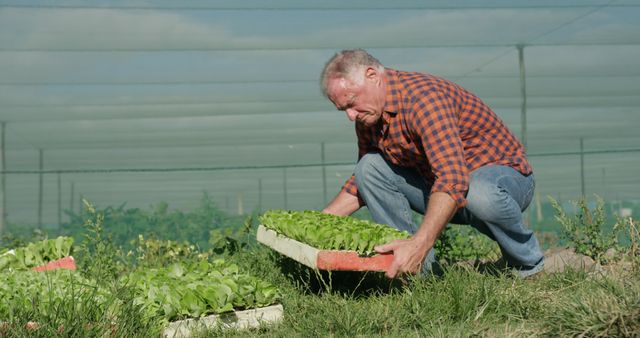 A senior farmer kneels on grassy ground, collecting trays of fresh organic lettuce in a controlled environment greenhouse. He is wearing a checked shirt and jeans and appears focused on his work. This image can be used for content related to agriculture, sustainable farming, organic foods, elderly working professionals, and environmentally friendly farming practices.