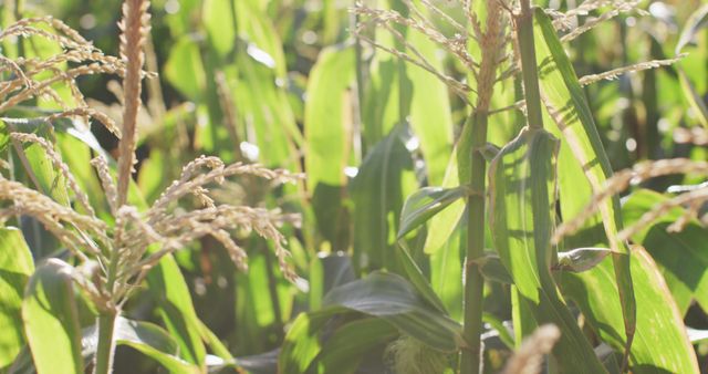 Lush Green Cornfield with Sunlight Filtering Through Leaves - Download Free Stock Images Pikwizard.com