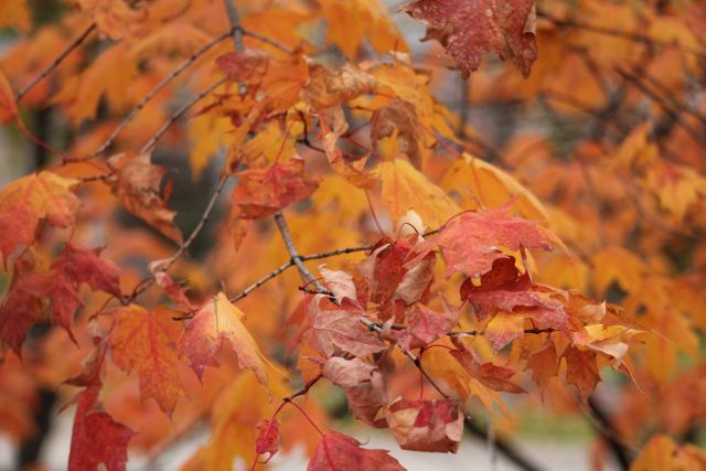 Vibrant Autumn Foliage with Red and Orange Leaves - Download Free Stock Photos Pikwizard.com