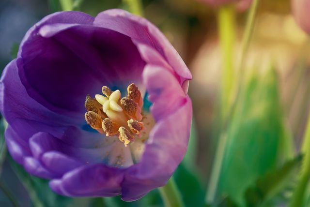 Depicts a close-up view of a blooming purple tulip with its petals unfolding and pollen visible. The soft sunlight enhances the delicate texture and vibrant colors of the flower. Ideal for nature-themed designs, floral art prints, gardening blogs, or spring promotions.