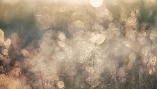 Dreamy dew bokeh featuring single slender plant stalk glowing in golden sunrise meadow