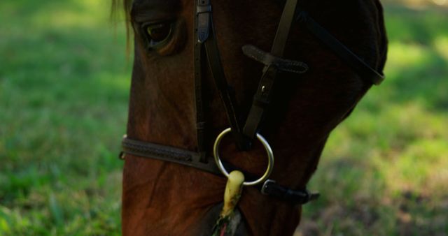Close-up of Brown Horse Grazing in Pasture - Download Free Stock Images Pikwizard.com