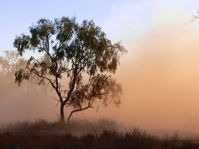 Solitary tree stands against backdrop of dusty desert during sunset. Dust clouds create illusion of mist, evoking serenity. Ideal for use in nature-themed projects, rural lifestyle promotions, or travel advertisements focusing on Australian outback.