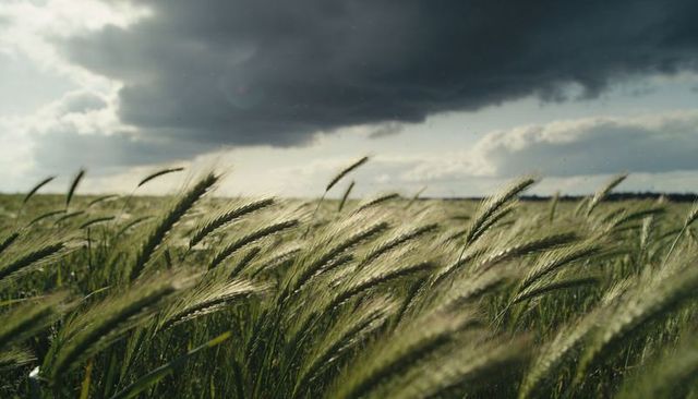 Swaying barley field bending in wind under dramatic storm clouds, rural landscape