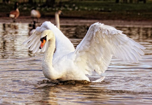 Majestic Swan Spreading Wings on Tranquil Lake - Download Free Stock Photos Pikwizard.com
