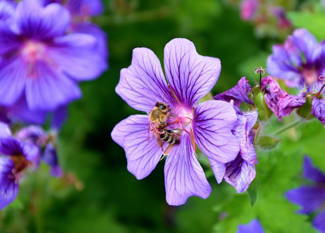 Bee Pollinating Purple Flower in Nature - Download Free Stock Photos Pikwizard.com
