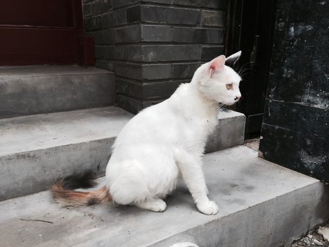 This serene image of a white cat sitting on concrete steps can be used for pet care websites, cat adoption announcements, or advertising pet accessories. The calm and tranquil setting can also serve to illustrate the beauty of cats in urban environments or for relaxing content.