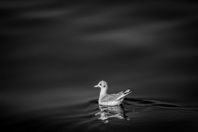 Solitary gull swimming in calm water captured in black and white. Ideal for themes relating to solitude, tranquility, minimalism, and nature. Suitable for use in environmental or wildlife content, as well as abstract and contemplative designs.