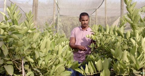 Middle-eastern horticulturist examining plants in nursery shade house