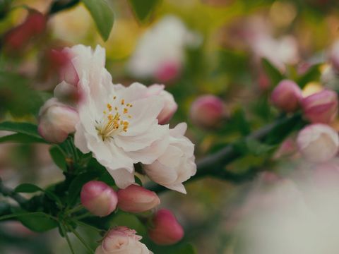 Delicate Pink Blossoms in Warm Spring Light
