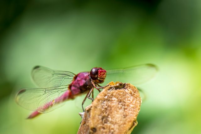 Close-Up of Vibrant Red Dragonfly Perched on Branch - Download Free Stock Photos Pikwizard.com