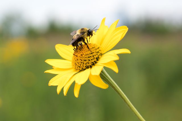 Honeybee pollinating a blooming yellow sunflower in a field. Perfect for illustrating concepts of pollination, bee activity, and nature's beauty in gardening and agriculture. Useful for educational materials, gardening blogs, environmental awareness campaigns, and nature photography collections.