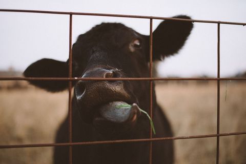 Curious black cow sticking tongue through rusted metal fence close-up