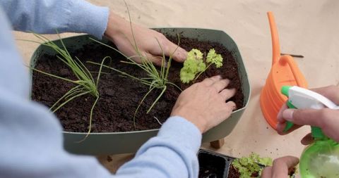 Gardening hobbyists planting fresh herb seedlings together