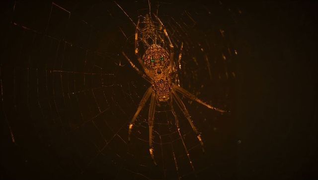 Hanging orb-weaver spider at night on luminous web