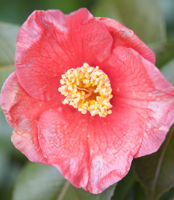 Close-Up of a Vibrant Red Camellia Flower in Bloom - Download Free Stock Photos Pikwizard.com