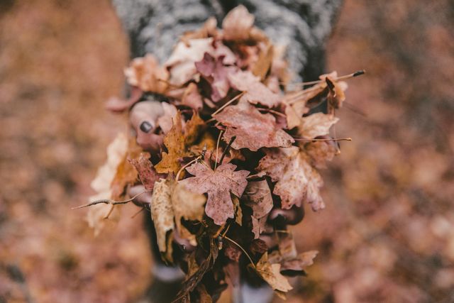 A person holds a large pile of dried autumn leaves. The vibrant, warm colors of the leaves create a rustic and seasonal feel. This image can be used for fall-themed designs, nature promotions, seasonal blog posts, or social media campaigns highlighting the beauty of autumn.