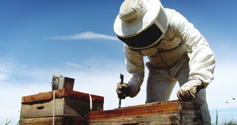 A beekeeper harvests honey from wooden hives in a sunny outdoor apiary. The beekeeper is dressed in protective gear to safely extract honey from buzzing bees. Ideal for topics related to agriculture, beekeeping, natural products, sustainability, or rural life.