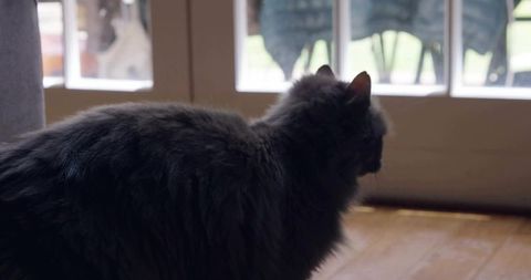 Grey Longhaired Cat Staring Out Glass Door in Cozy Home