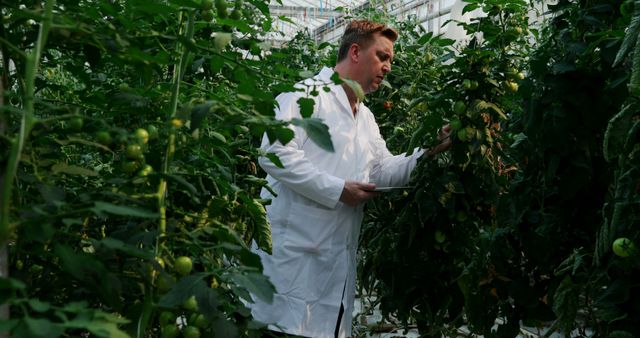 Scientist in white lab coat inspecting tall green plants inside a high-tech greenhouse. Environment appears optimized for agricultural research and innovation. Ideal for use in publications on sustainable farming, agricultural advancements, scientific research, modern greenhouse technology, and eco-friendly practices.