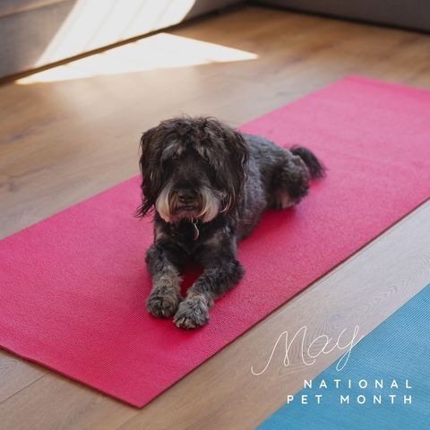 Cute Poodle Resting on Yoga Mat Celebrating National Pet Month