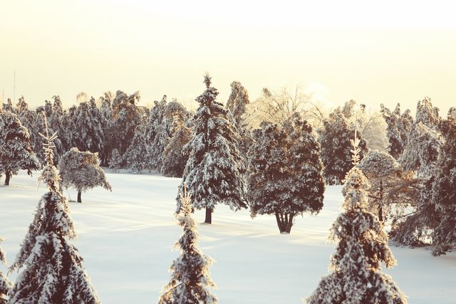 Snow-covered pine trees basking in the soft glow of dawn create a tranquil scene, perfect for promoting winter holidays, travel destinations, or seasonal greeting cards. Ideal for nature blogs, scenic calendars, and winter-themed advertisements.