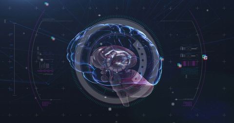 Holographic Brain Rotating with Digital Interface on Black Background - Download Free Stock Images Pikwizard.com