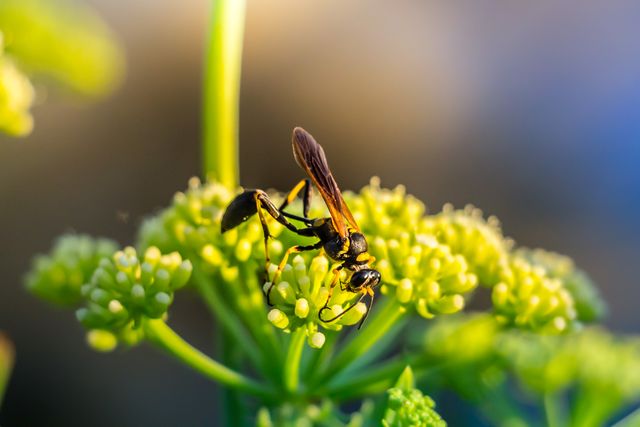 Close-up capturing a wasp pollinating yellow flowers with sunlight in the background. Perfect for botanical studies, websites about insects, garden inspiration, ecological impact presentation, or educational materials on pollination.