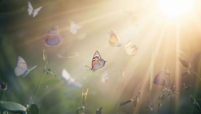Golden sunlit butterflies drifting over meadow with sharp orange-and-white butterfly