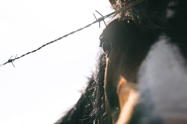 Close-Up of Brown Horse Behind Barbed Wire Fence - Download Free Stock Images Pikwizard.com