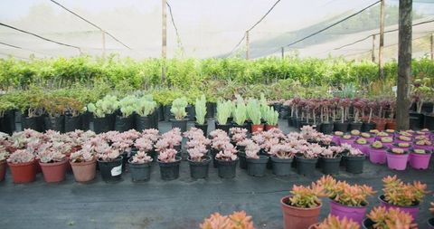 Colorful succulent display in plant nursery with netting
