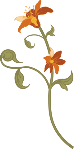 Transparent Floral Vine with Orange Blooms for Botanical Design - Download Free Stock Videos Pikwizard.com